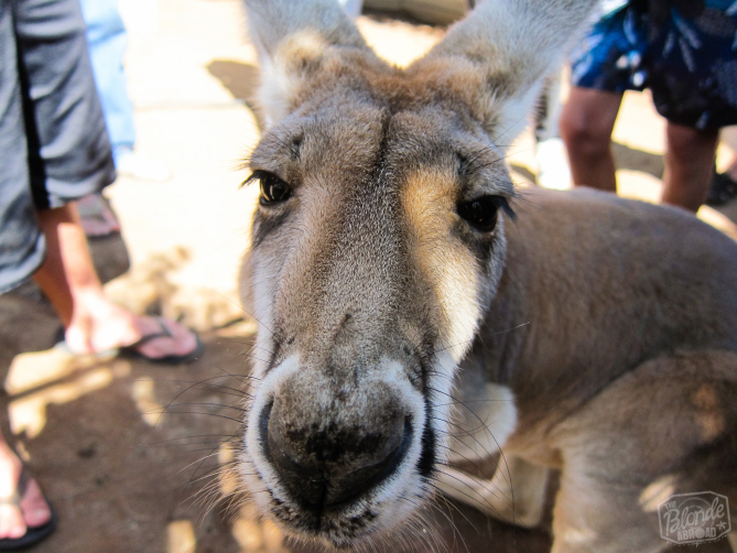 Buckaroo! A red kangaroo!