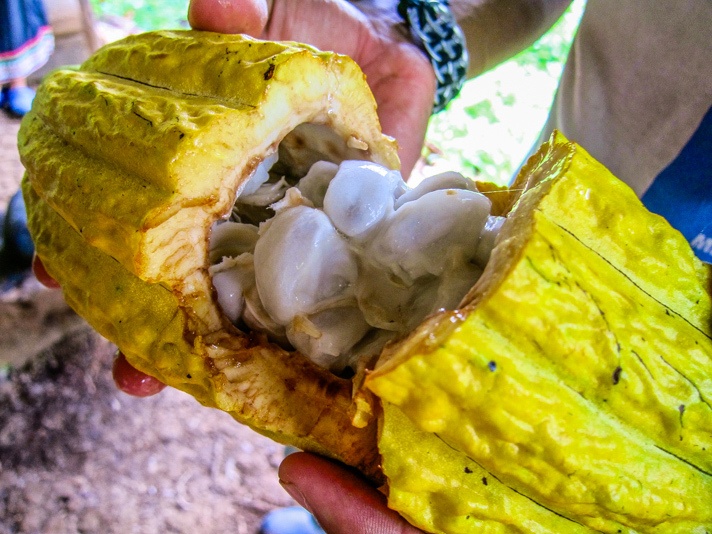 Cacao Fruit