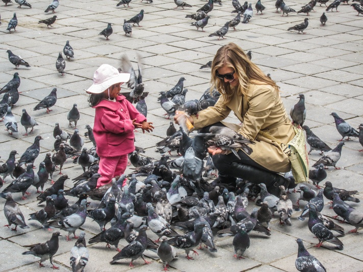 La Paz Pigeons in Bolivia