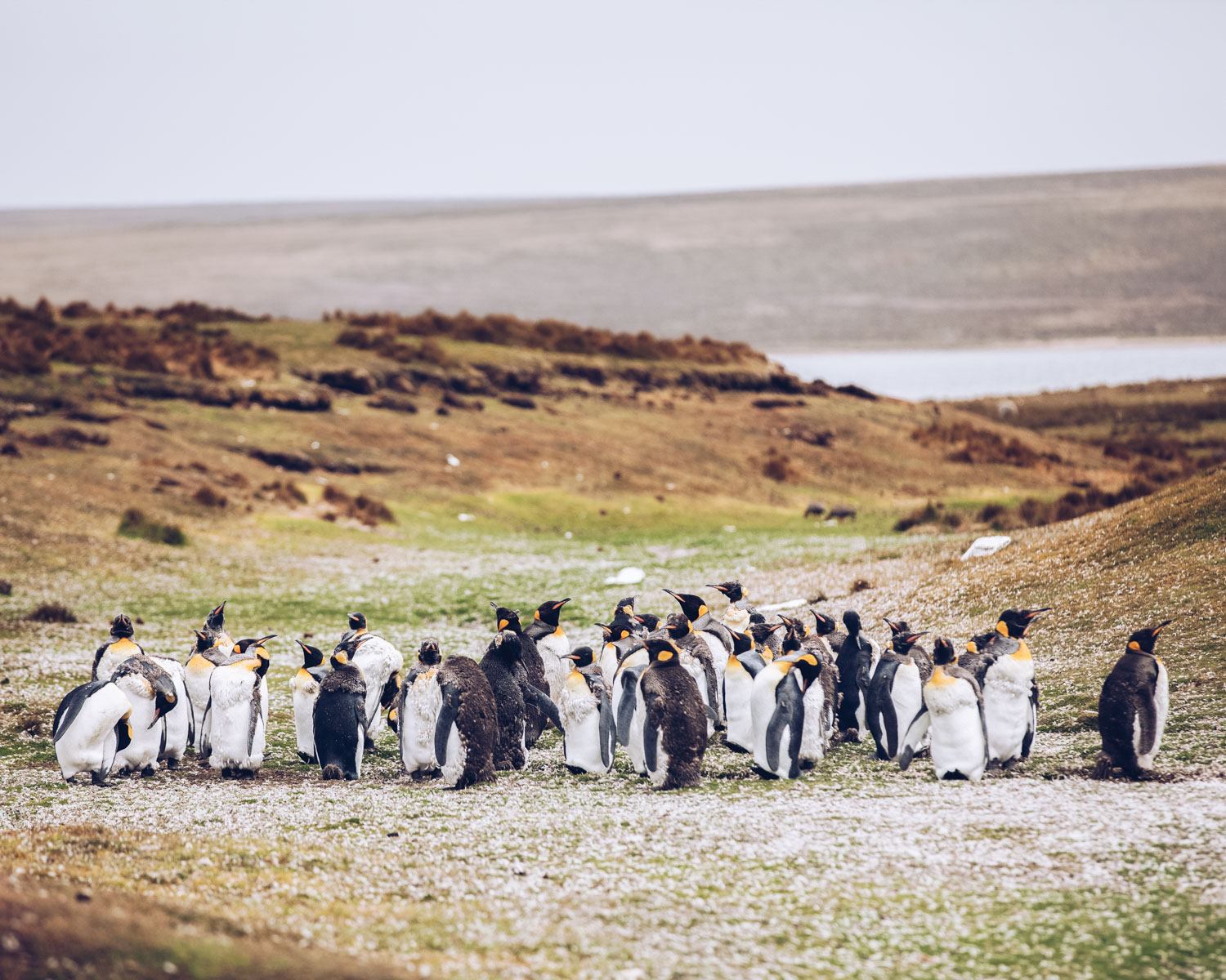 the falkland islands