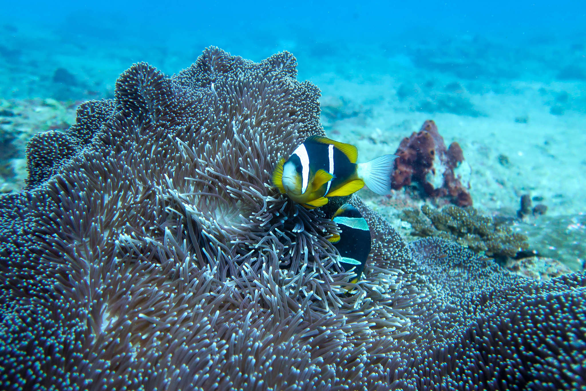 diving in mozambique