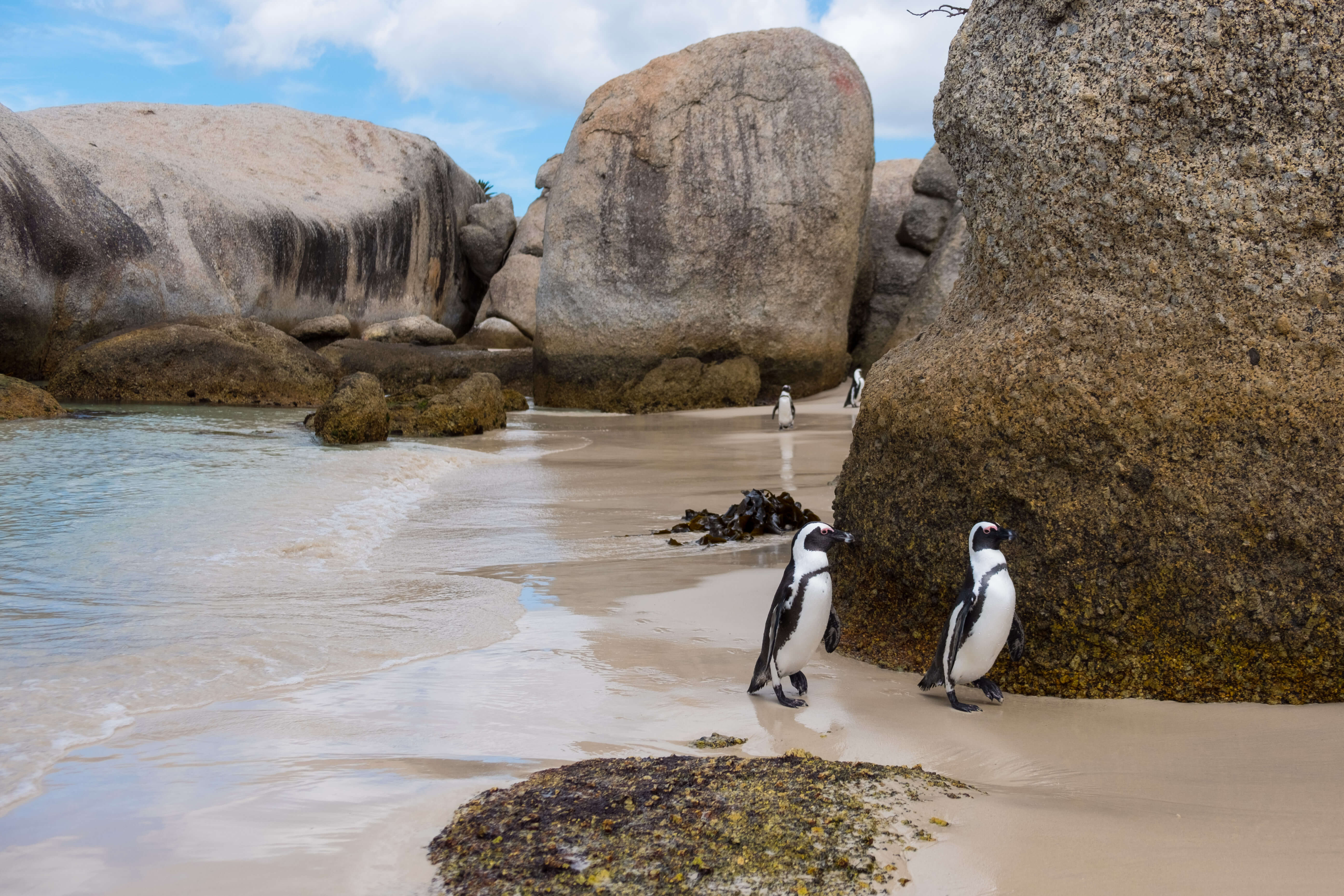 African Penguins at Boulders Beach