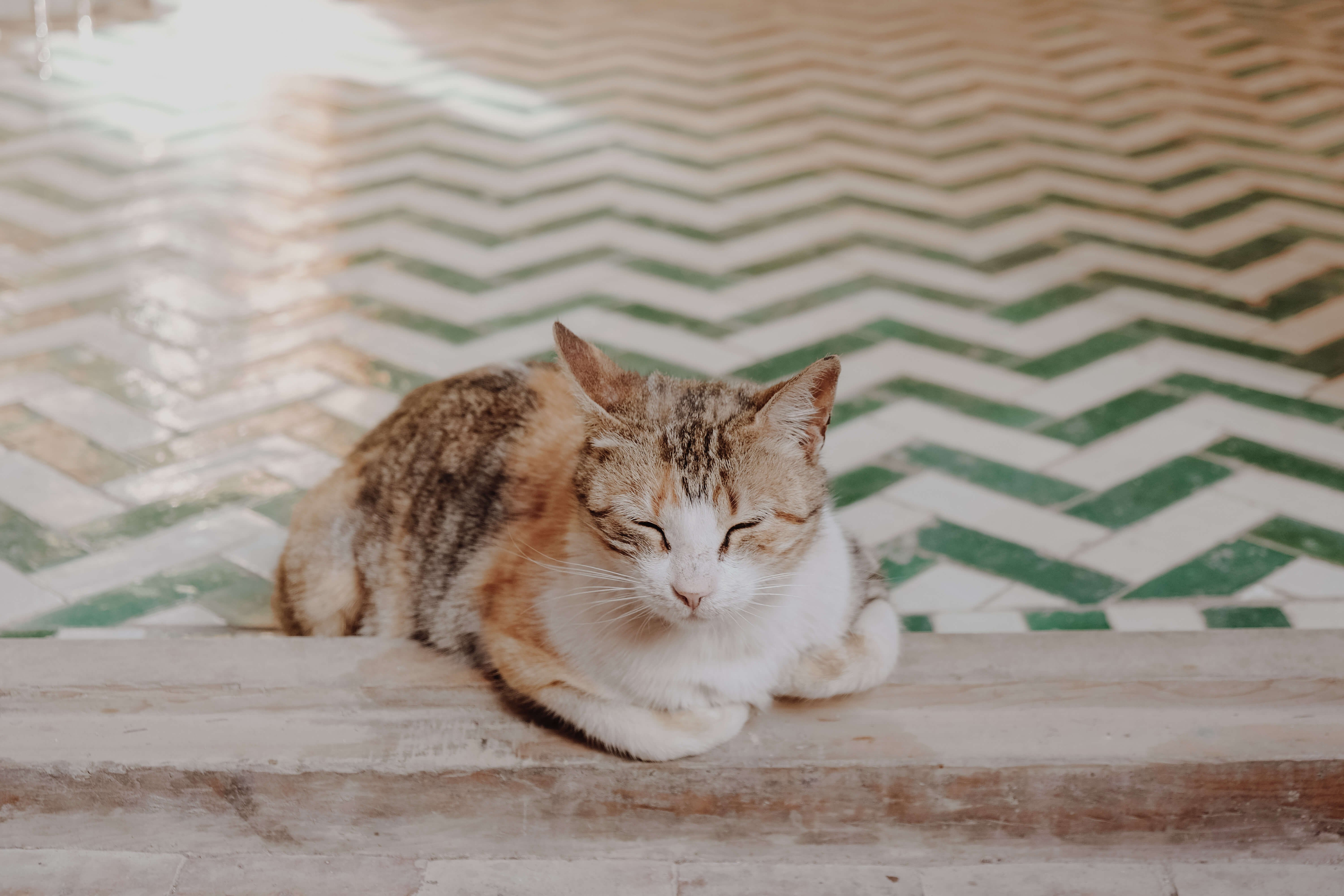 cat in fes morocco