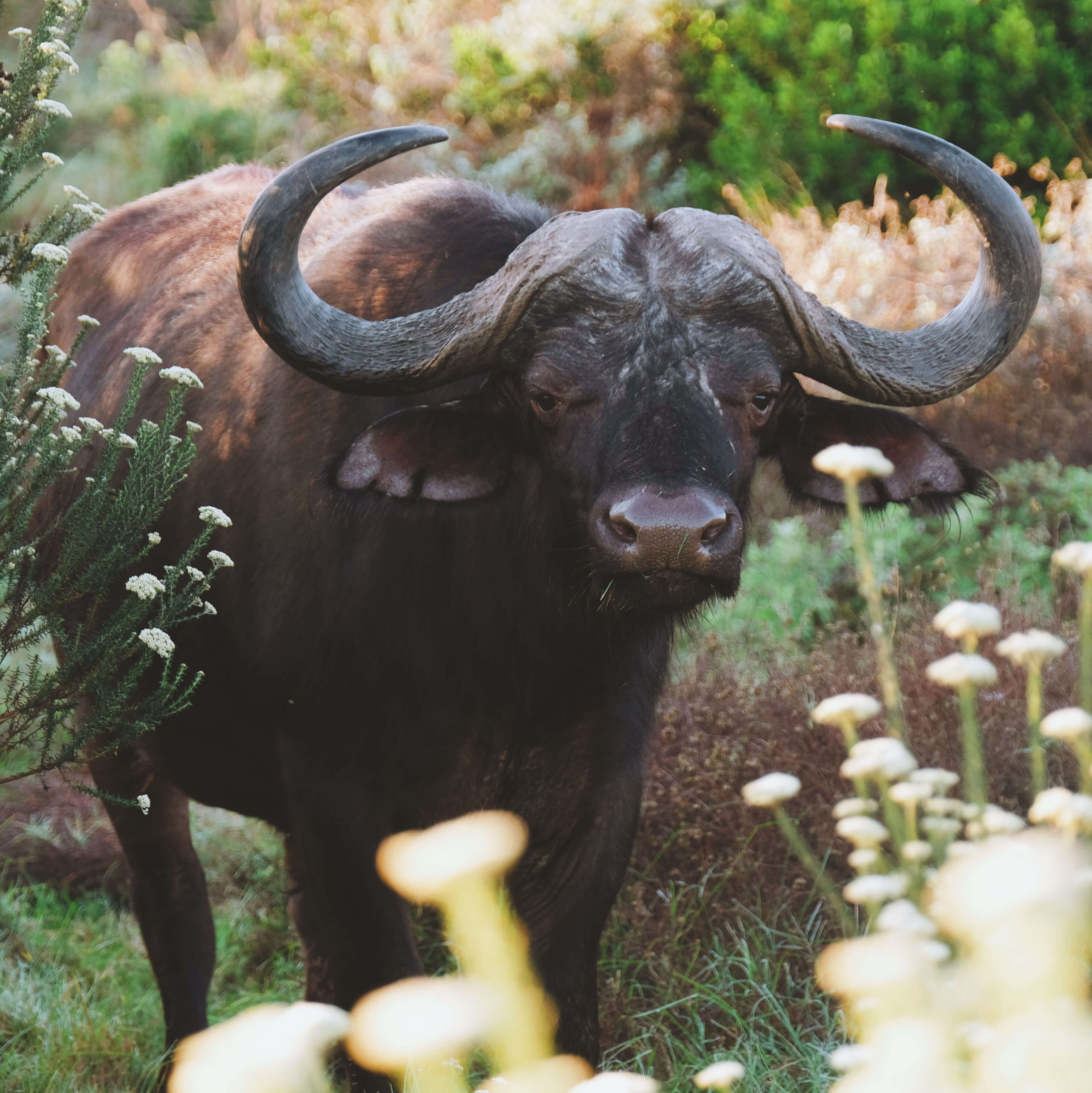 Buffalo on safari