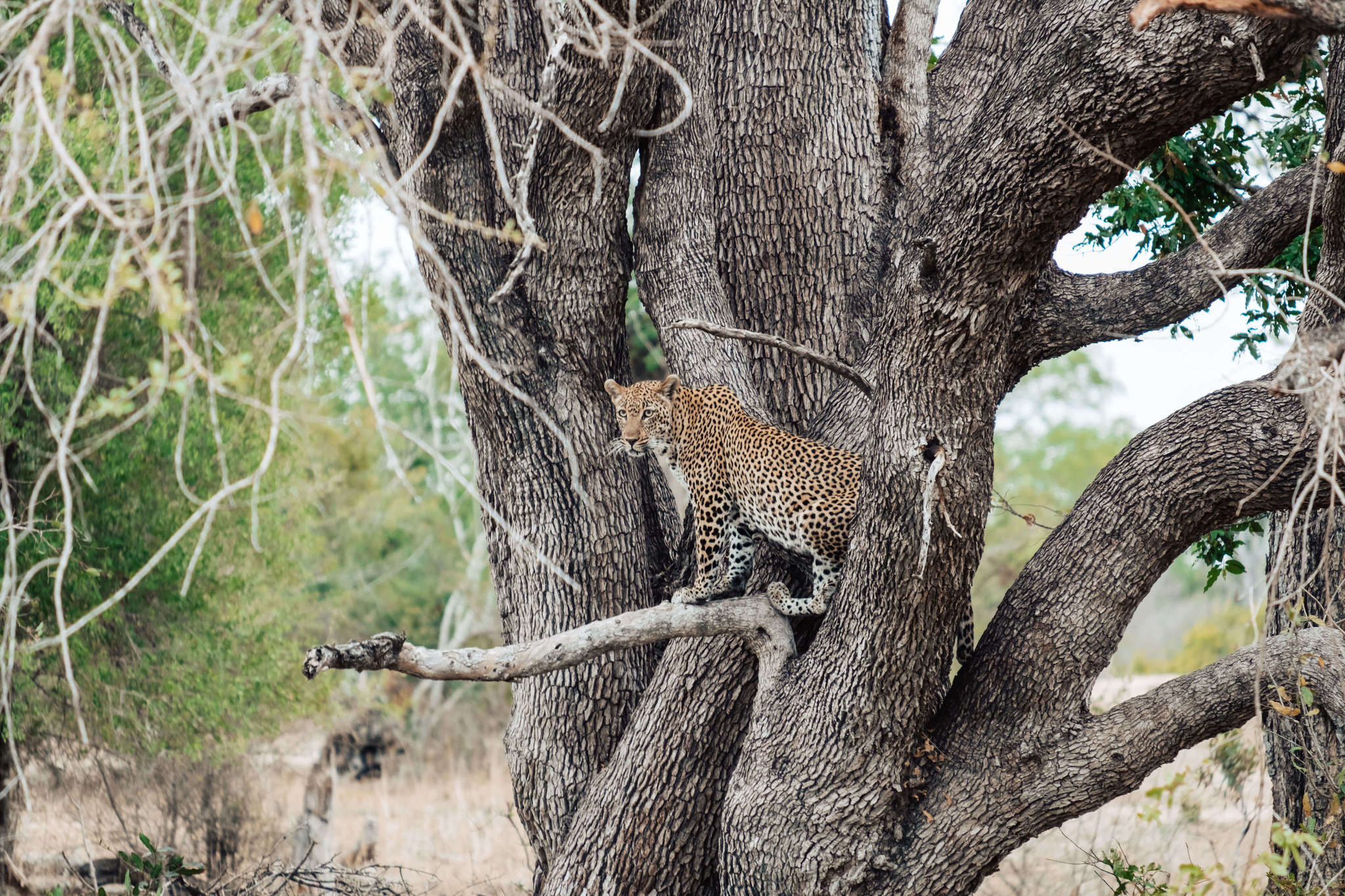 leopard in jungle near lion sands