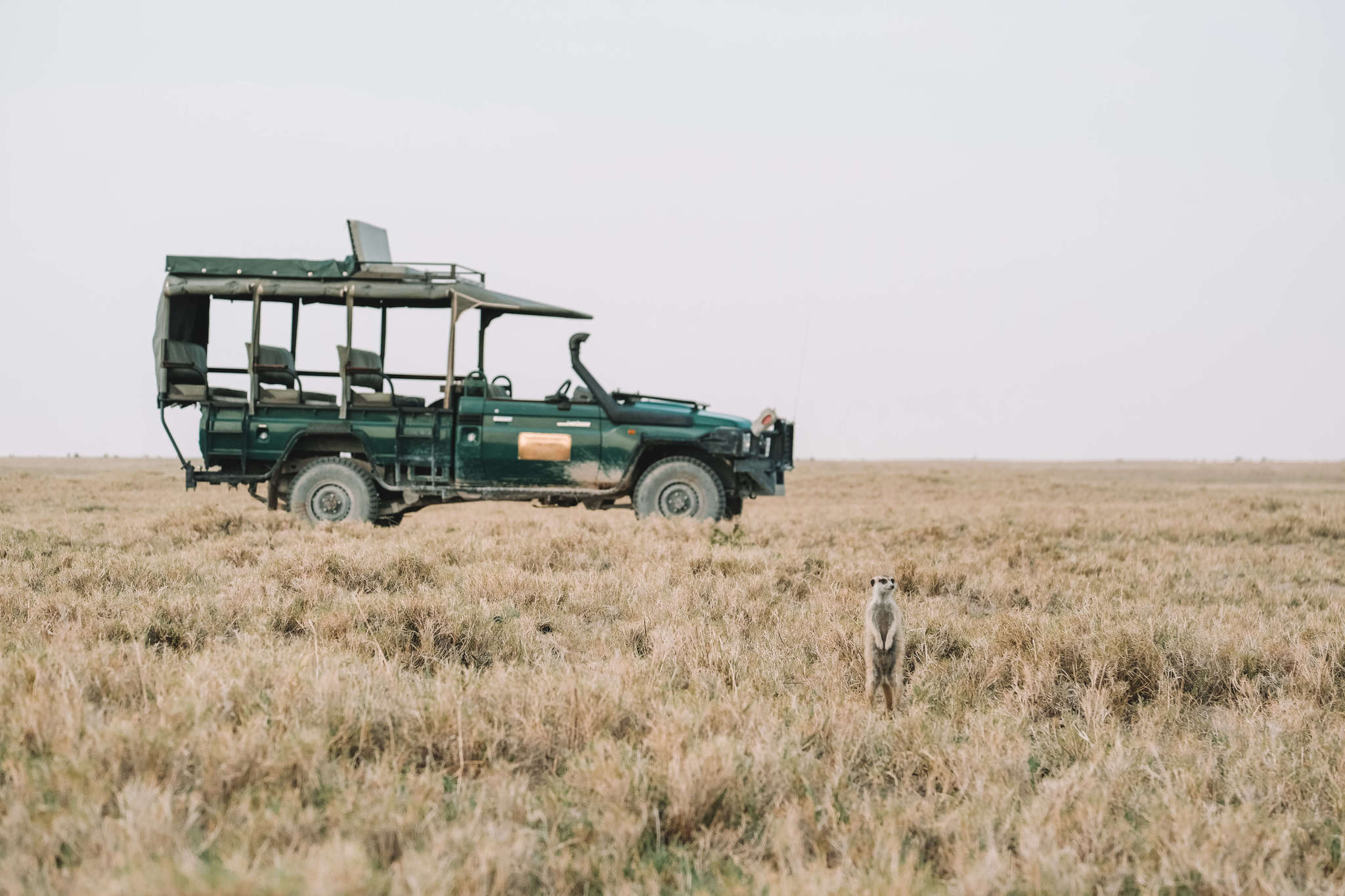 Meerkat in Jacks Camp in Botswana 3