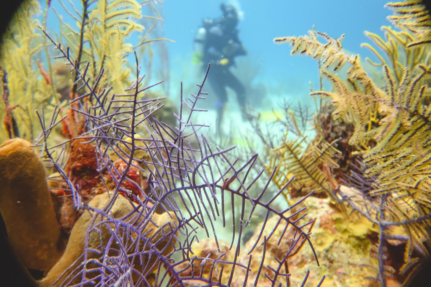 Underwater Blue Hole in Belize