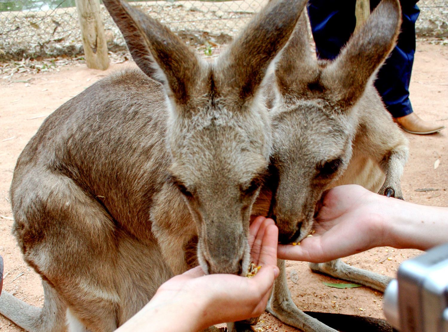 Kangaroos at Alice Springs