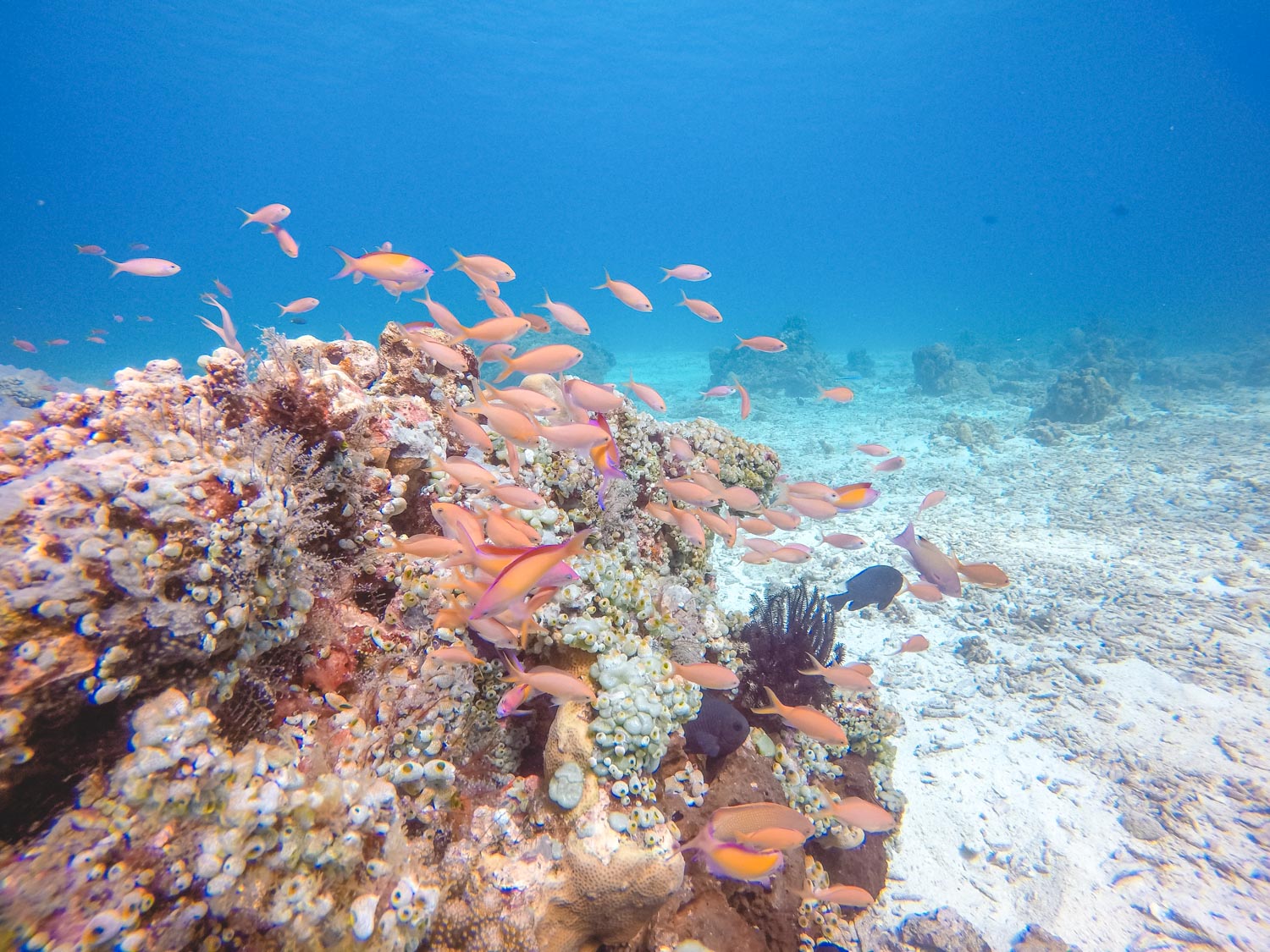 Diving in Gili T