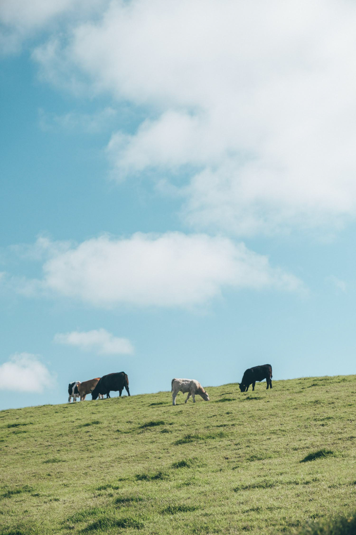 10 Tips First Trip to Ireland Grassy Hill Cows