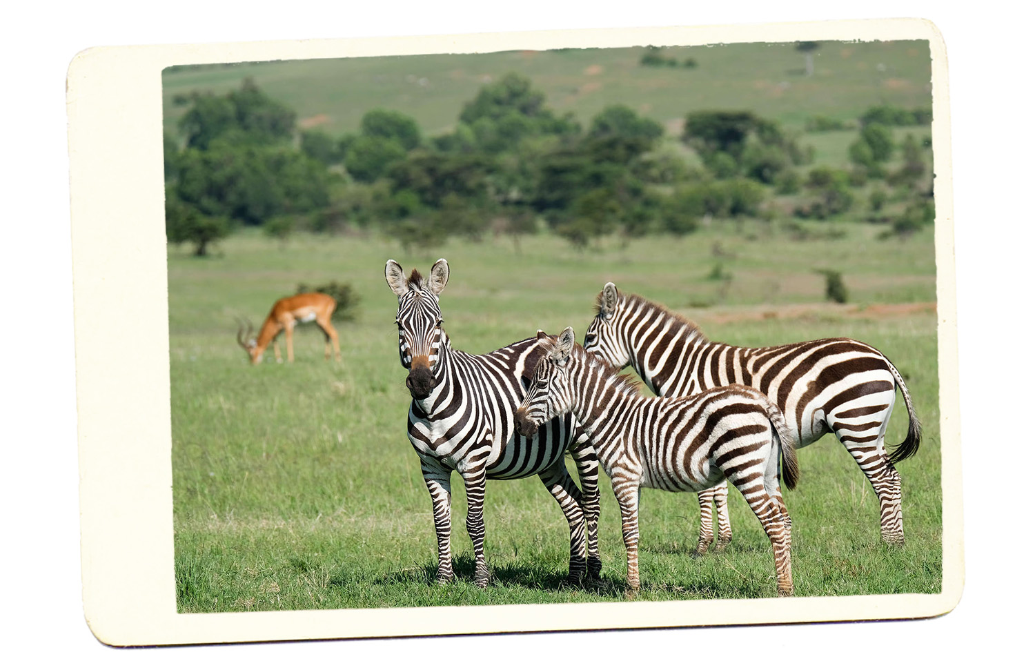 zebras safari