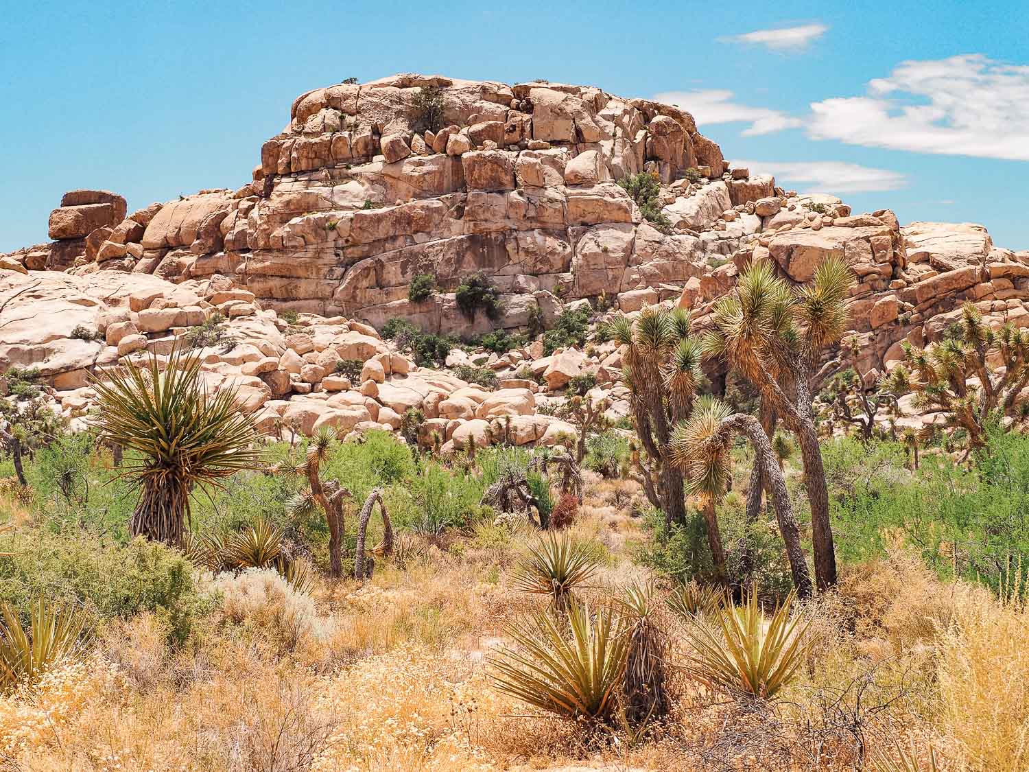 Joshua Tree National Park Barker Dam Trail Road Trip